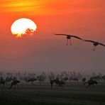 KRANICH-EINFLUG IM MORGENNEBEL