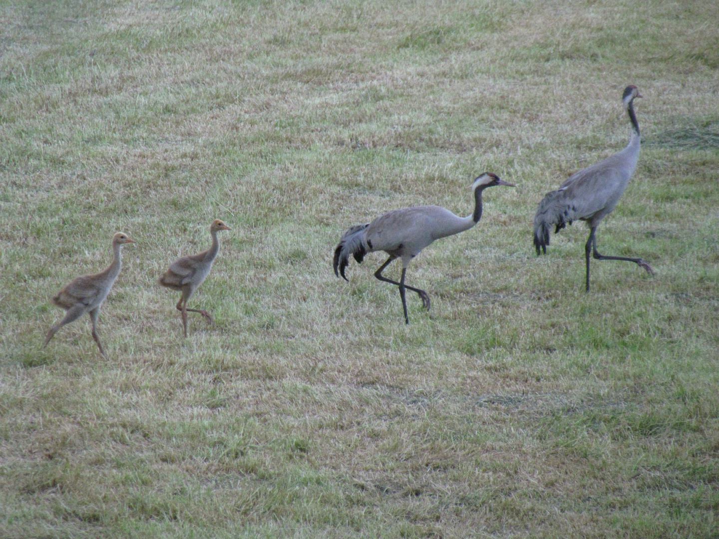 Kranich Familie