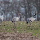 Kranich -  Familie 