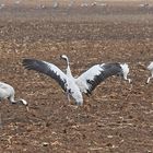 Kranich-Familie bei der Zwischenrast