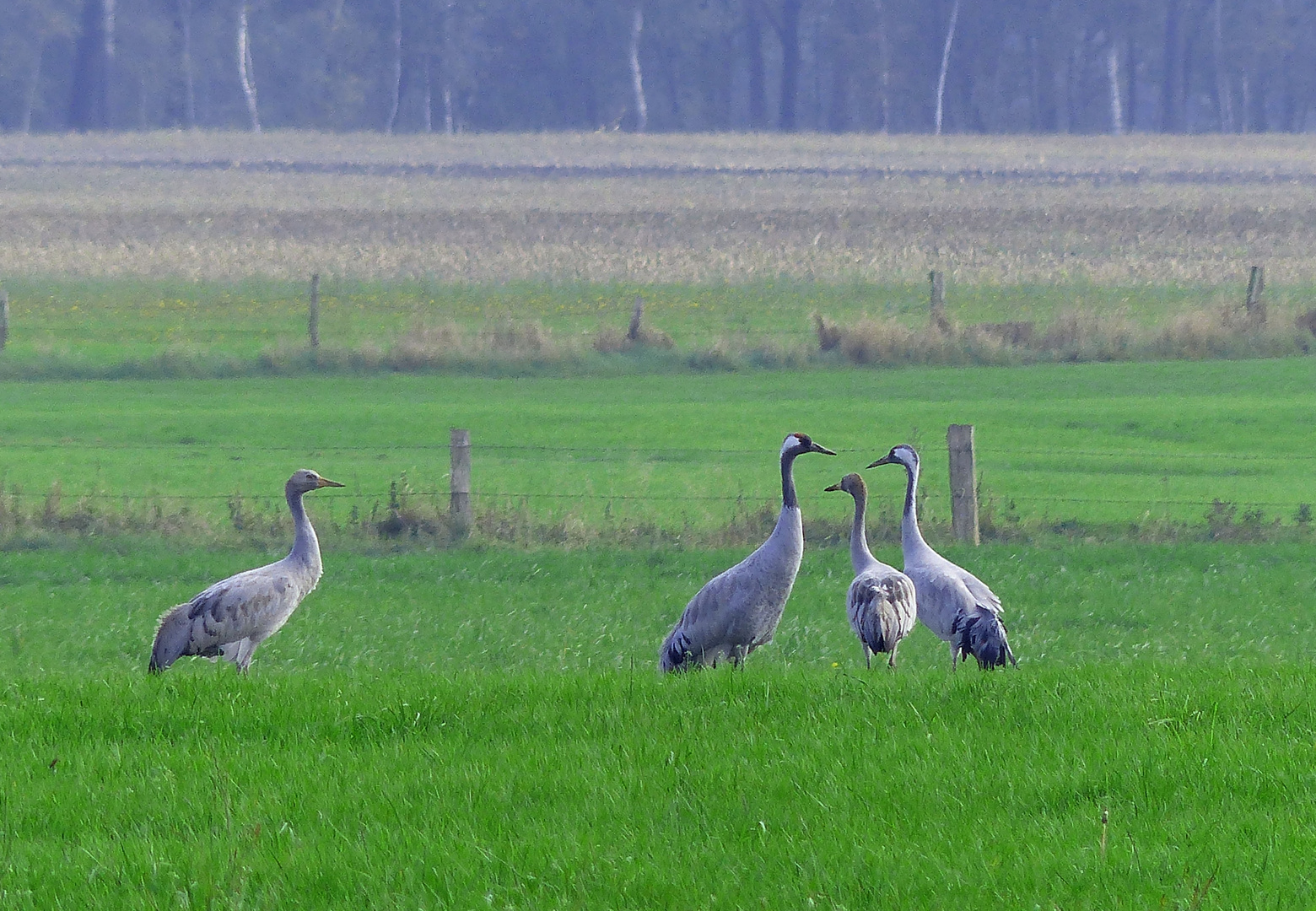 Kranich-Familie