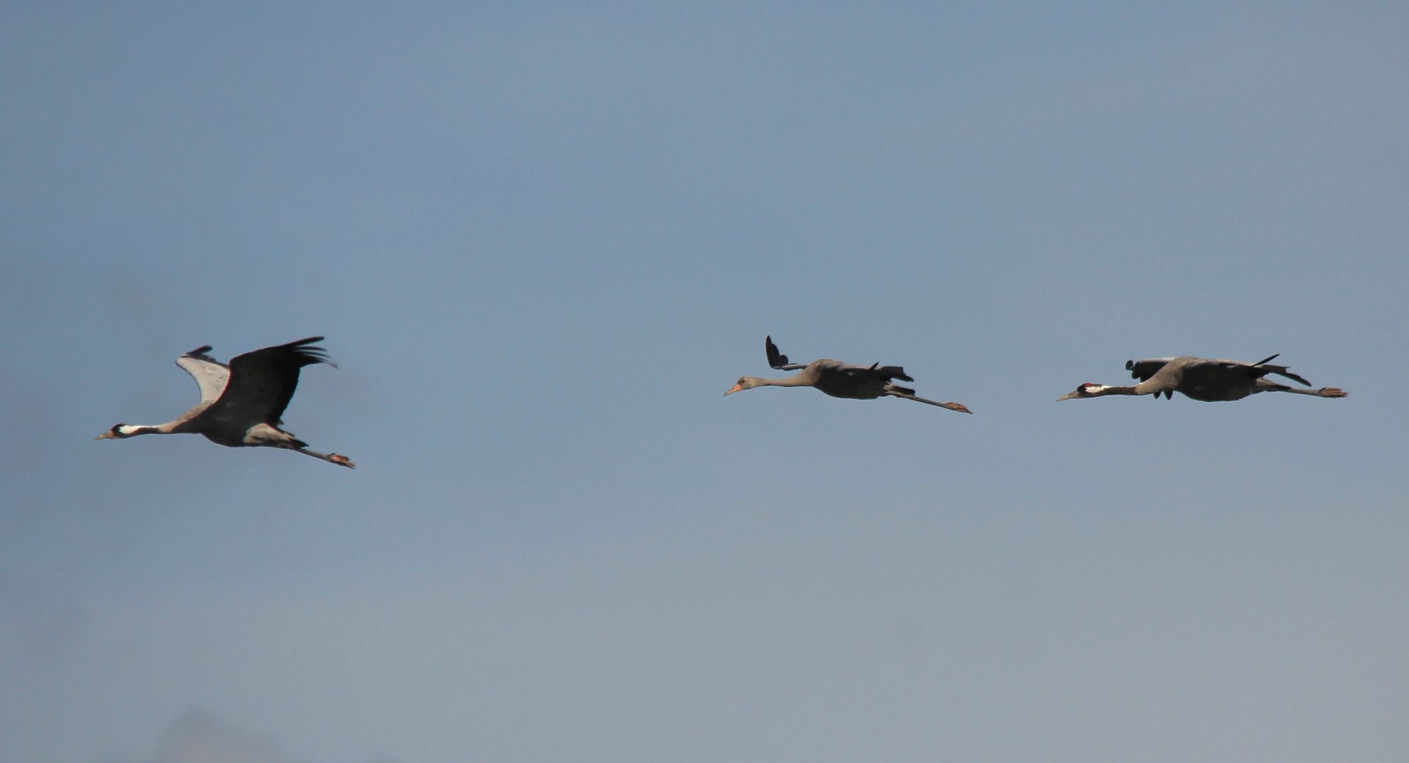 Kranich Familie im Anflug