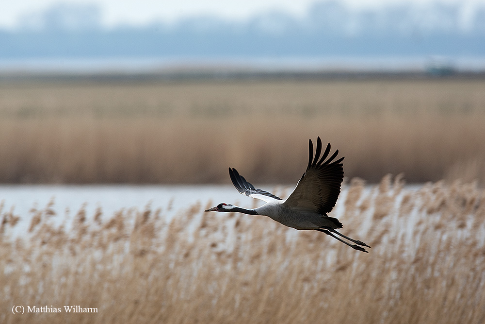 Kranich - Flug über den Bodden