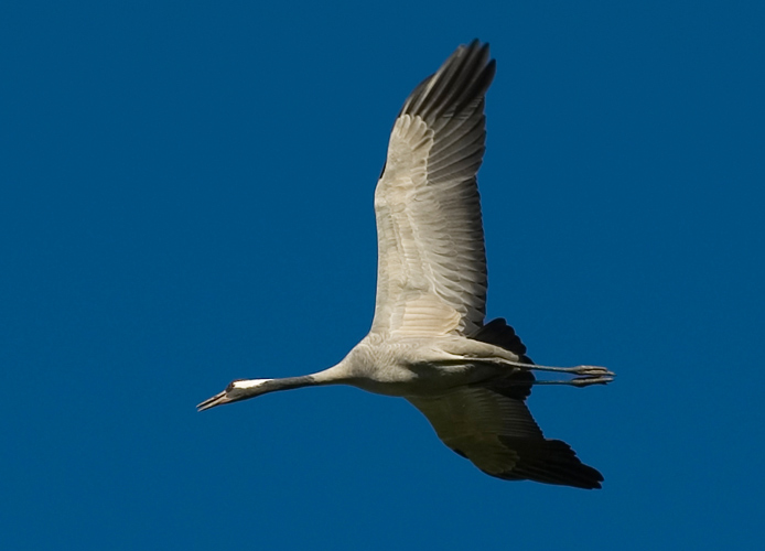 Kranich - Flugbild