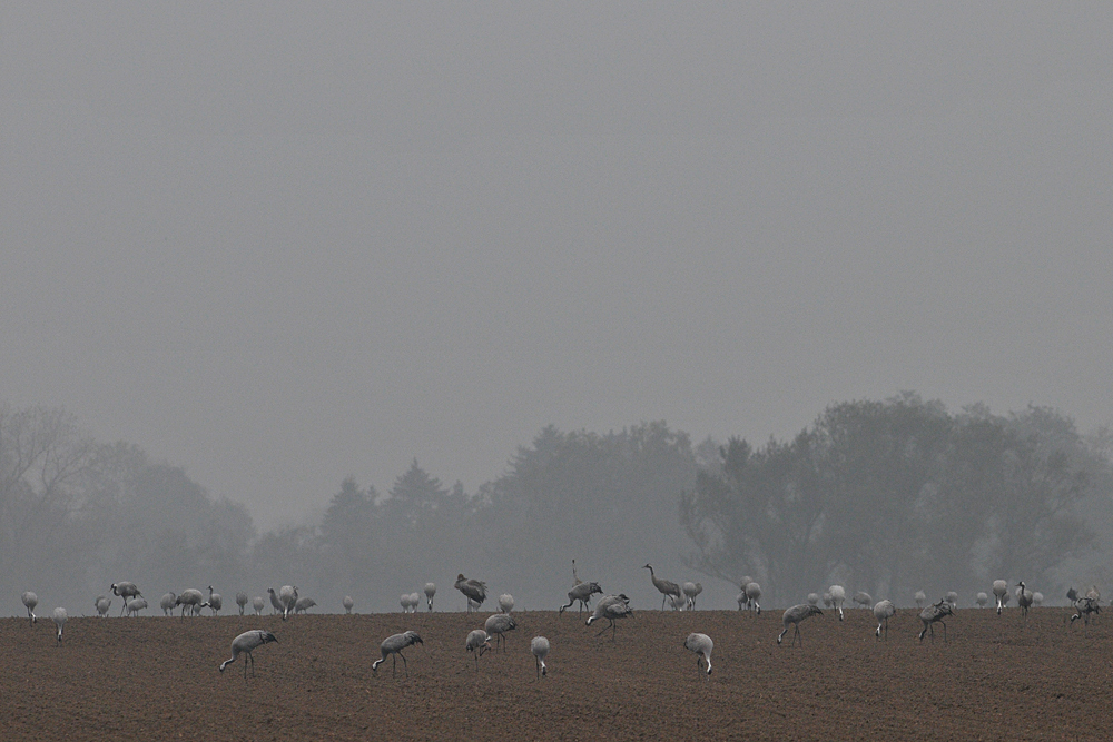 Kranich – Frühstück auf dem Feld