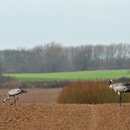 Kranich – Futtern mit Rückenwind 01