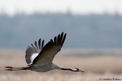 Kranich - Gleitflug