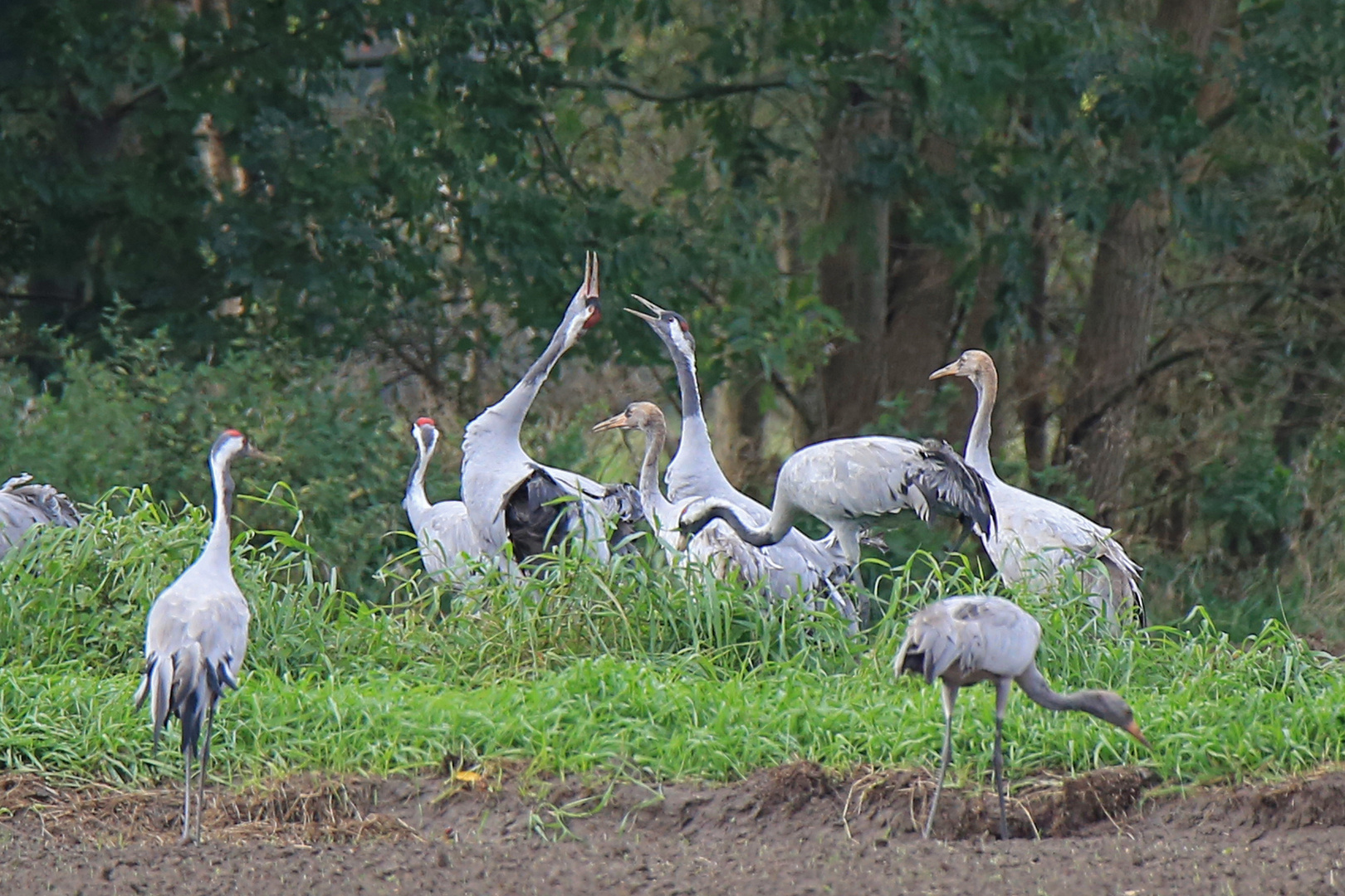 Kranich Gruppe