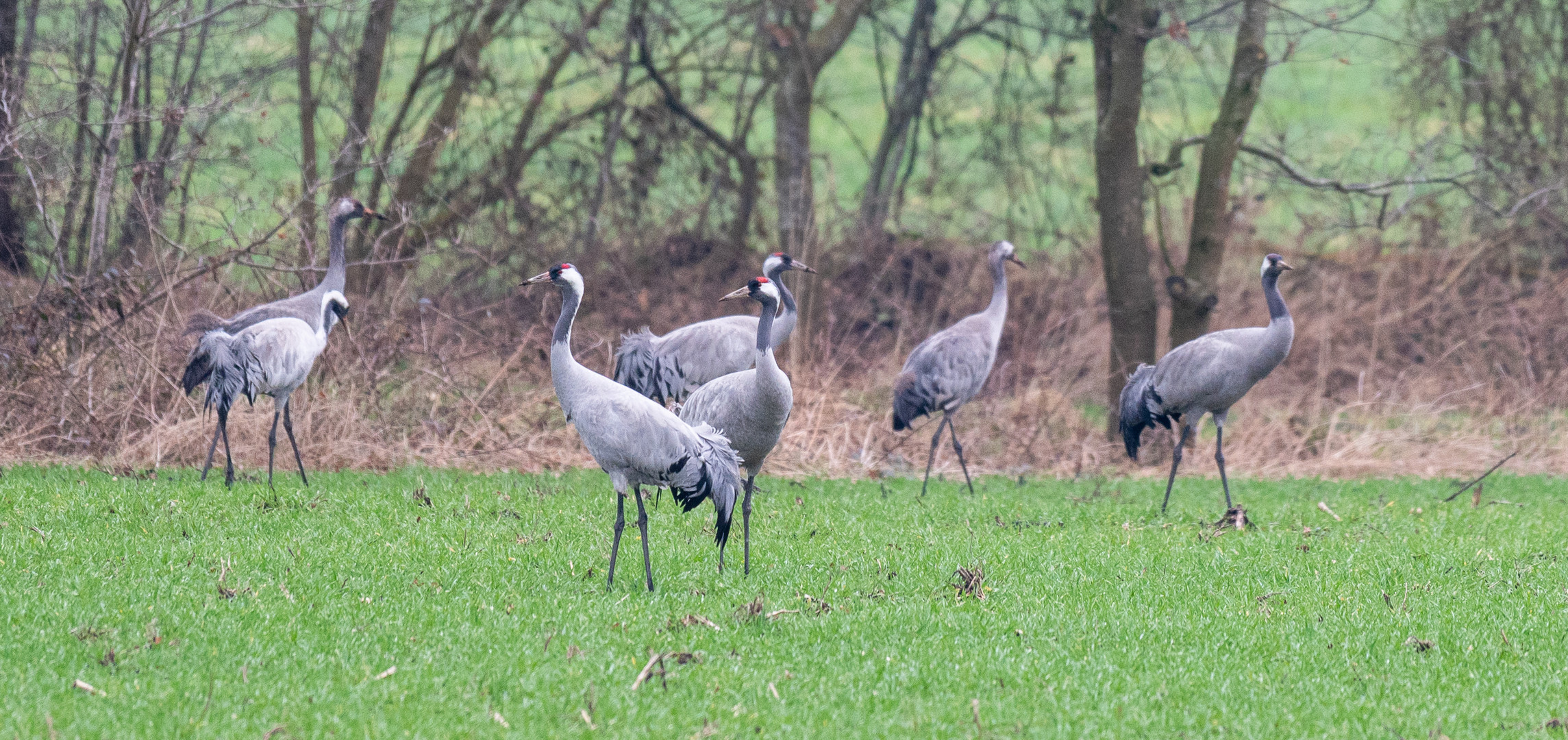 Kranich Gruppe