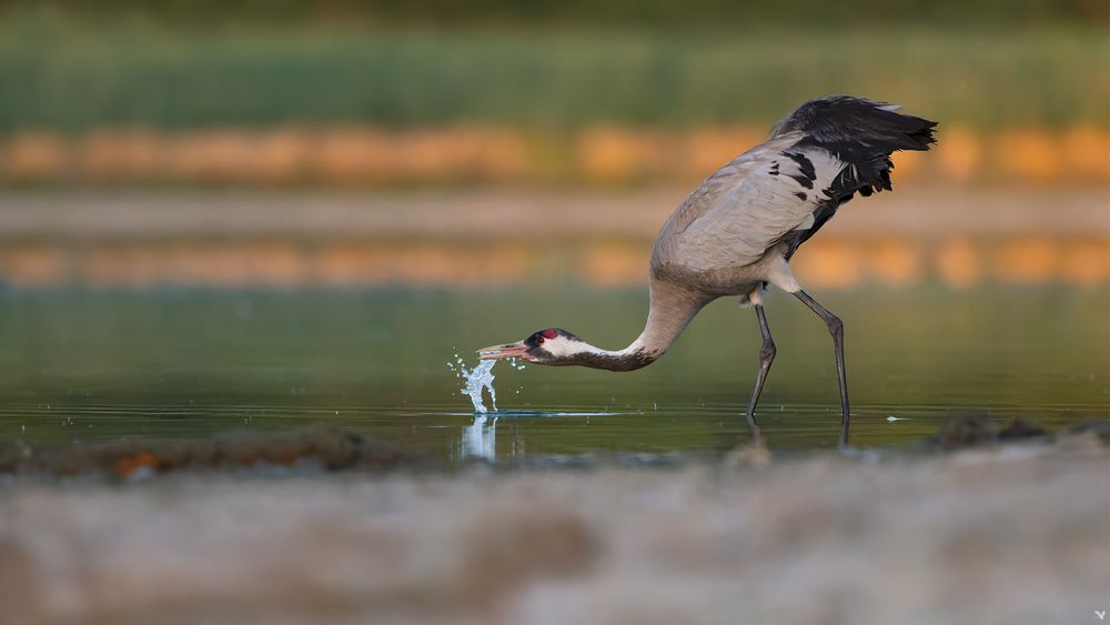 Kranich | Grus grus