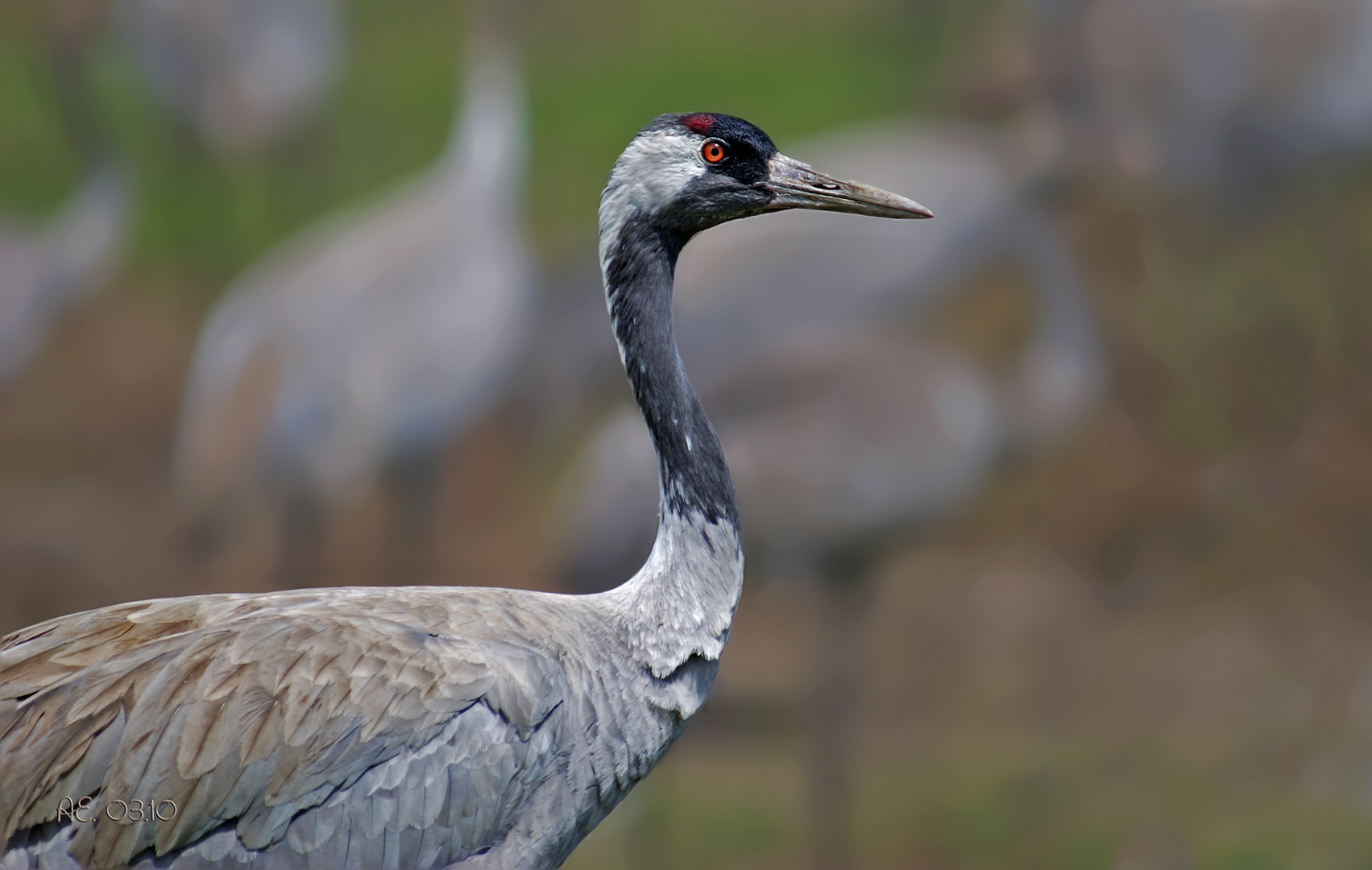 Kranich (Grus grus)