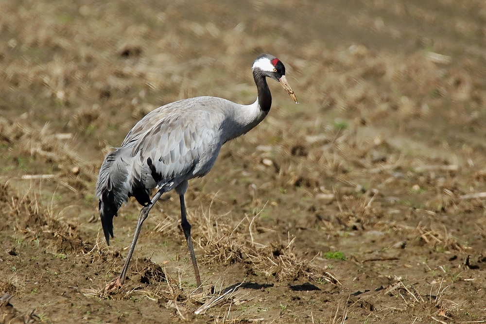 Kranich (Grus grus)