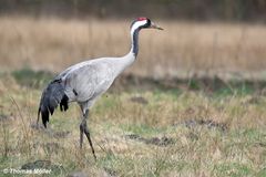 Kranich (Grus grus)