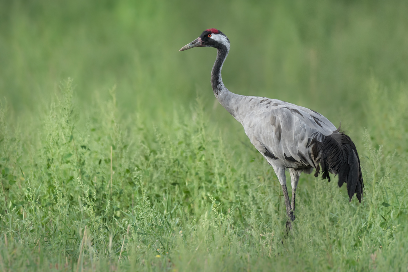  Kranich (Grus grus)