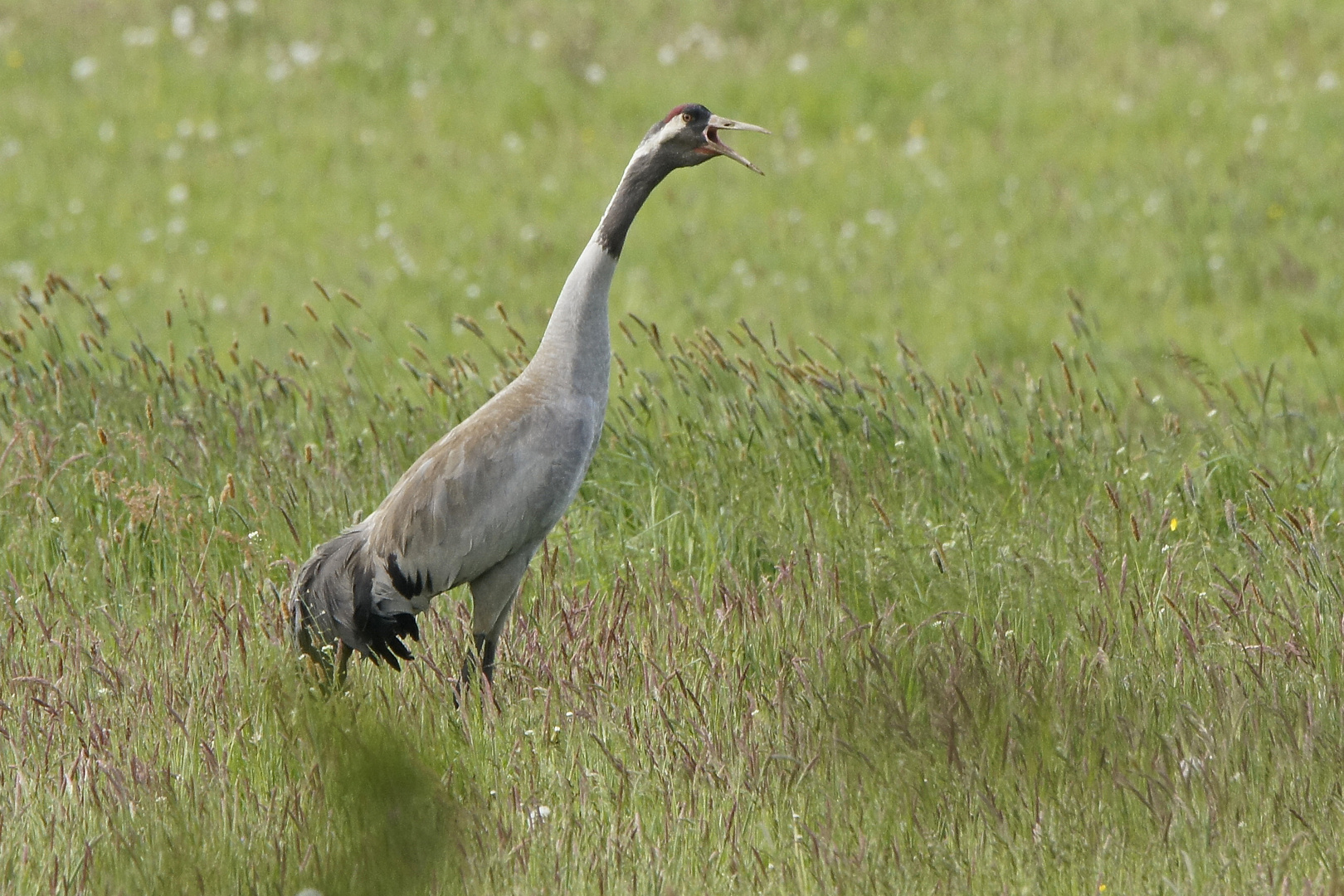 Kranich (Grus grus)