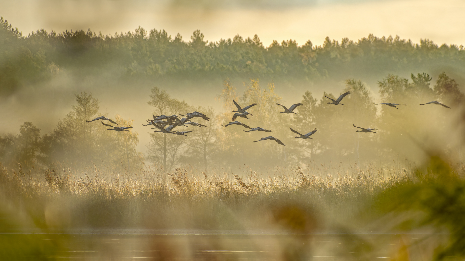 Kranich (Grus grus)