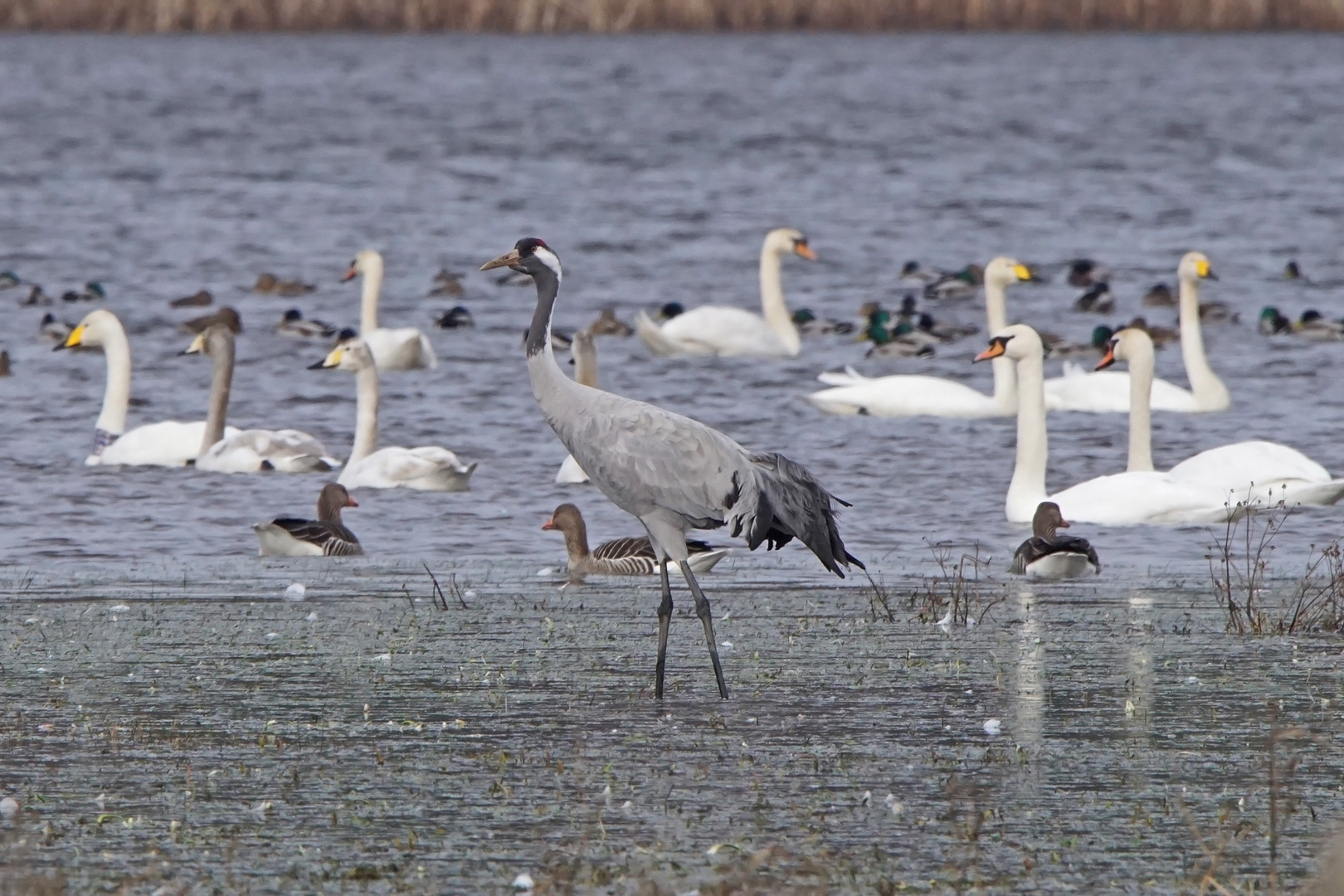 Kranich (Grus grus)....