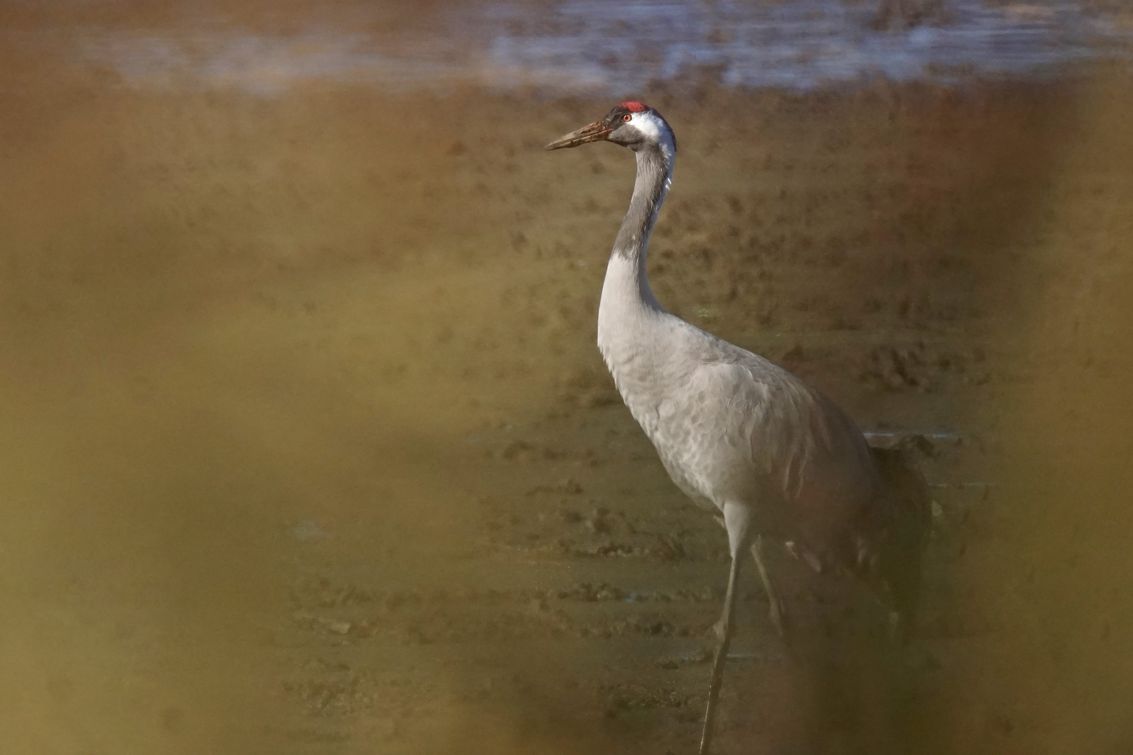 Kranich (Grus grus)