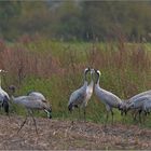 Kranich   -   Grus grus