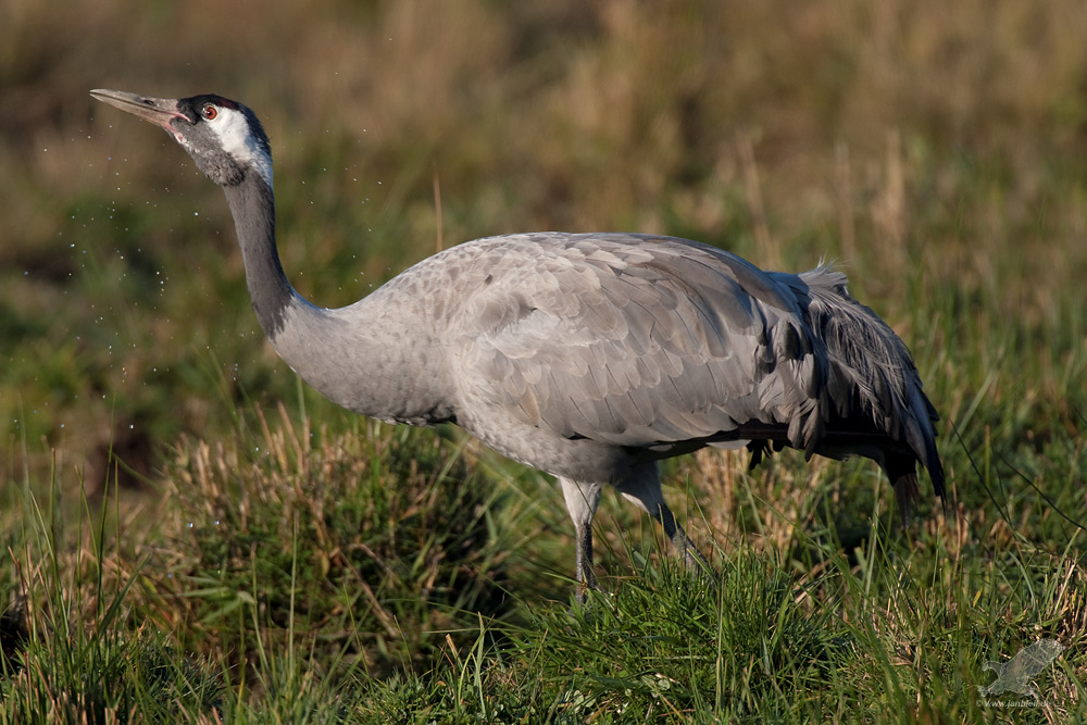 Kranich (Grus grus)