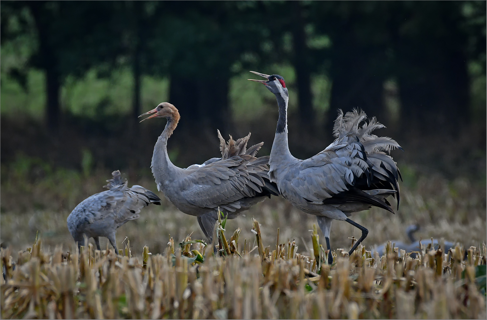 Kranich   -   Grus grus