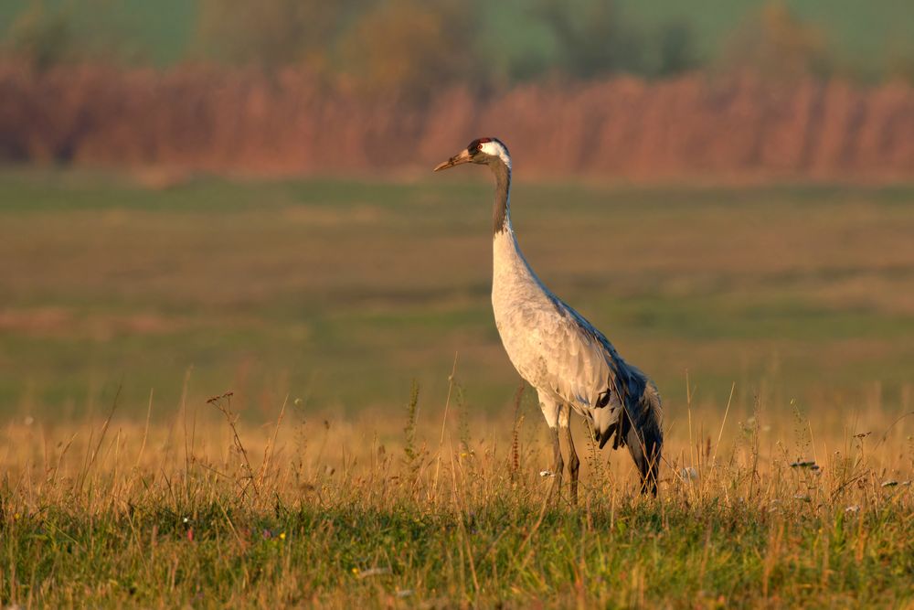 Kranich - Grus grus - am Morgen 