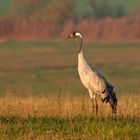 Kranich - Grus grus - am Morgen 