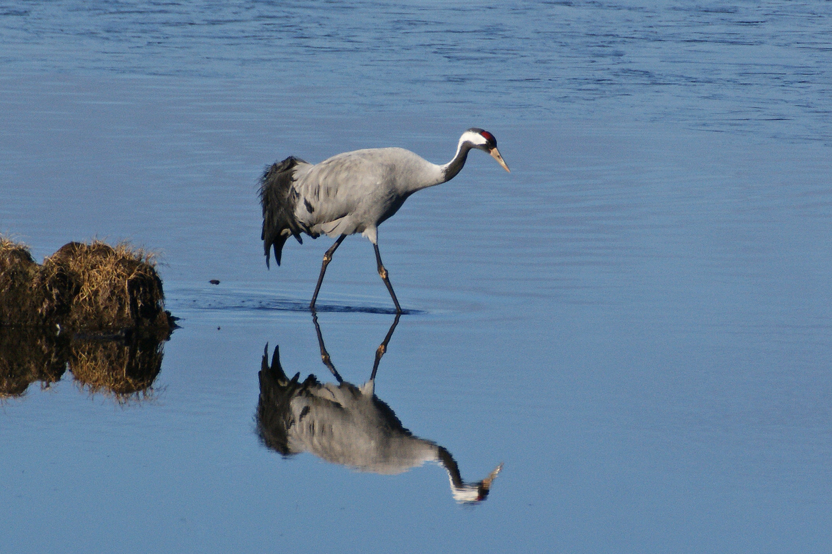 Kranich (Grus grus)