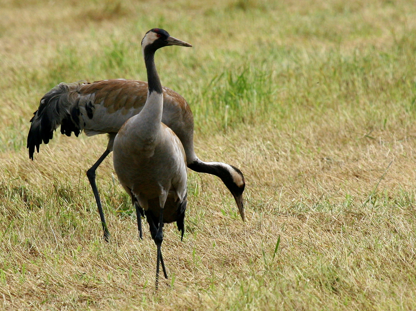 Kranich (Grus grus)