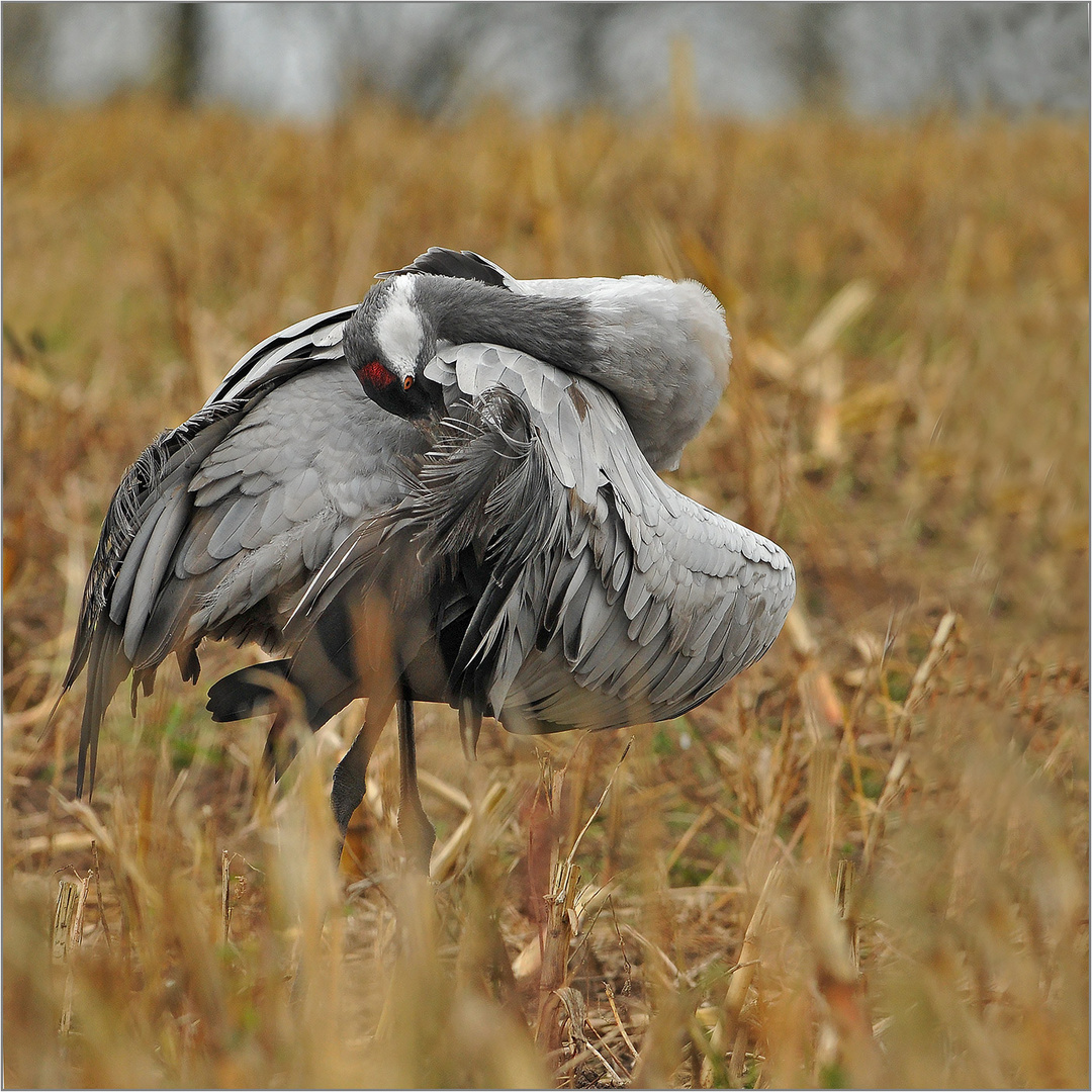 Kranich  -  Grus grus