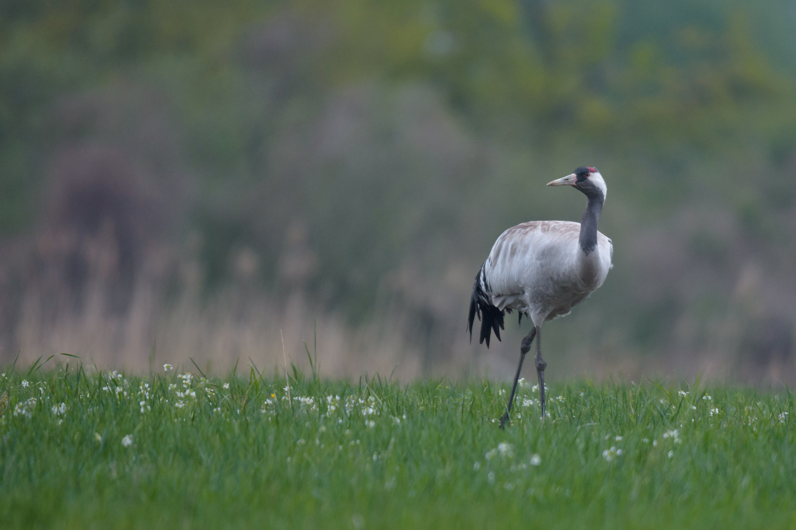 ~Kranich (Grus grus)~