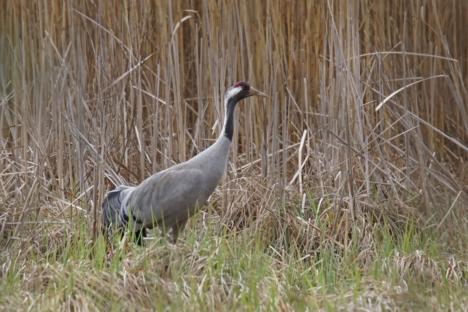 Kranich (Grus grus)