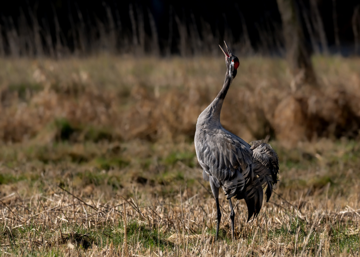 Kranich (Grus grus)