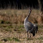 Kranich (Grus grus)