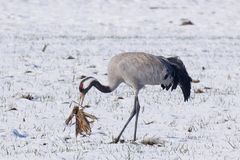  Kranich (Grus grus)  findet alten Maiskolben