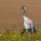 Kranich (Grus grus) im Herbst