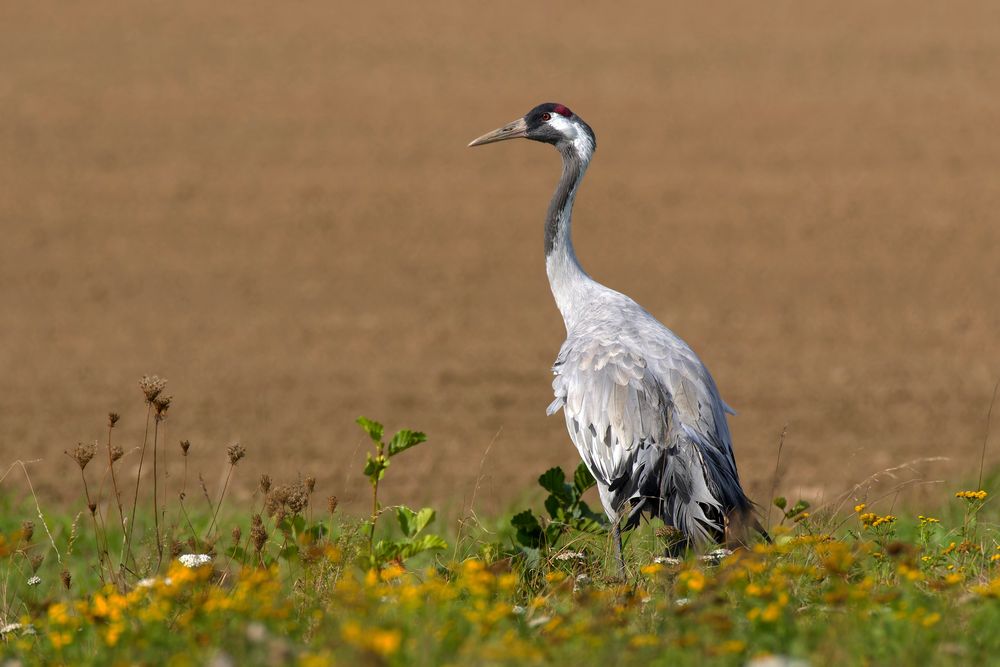 Kranich (Grus grus) im Herbst