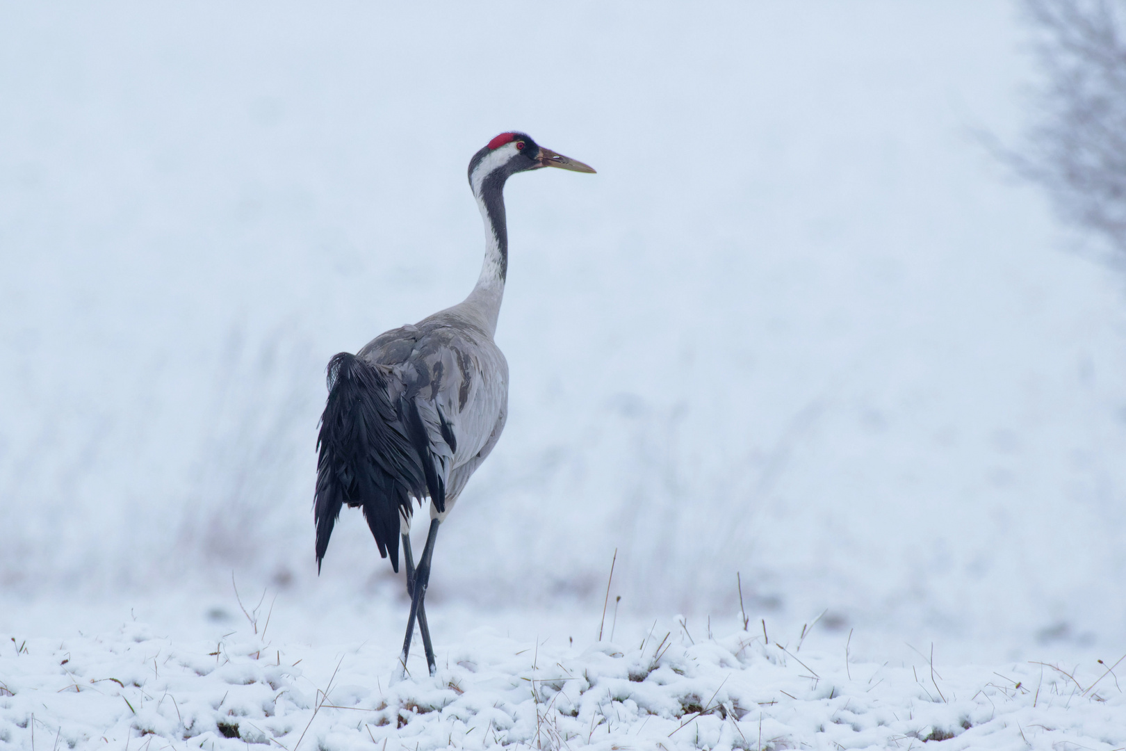 Kranich (Grus grus) im Schnee