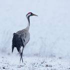 Kranich (Grus grus) im Schnee