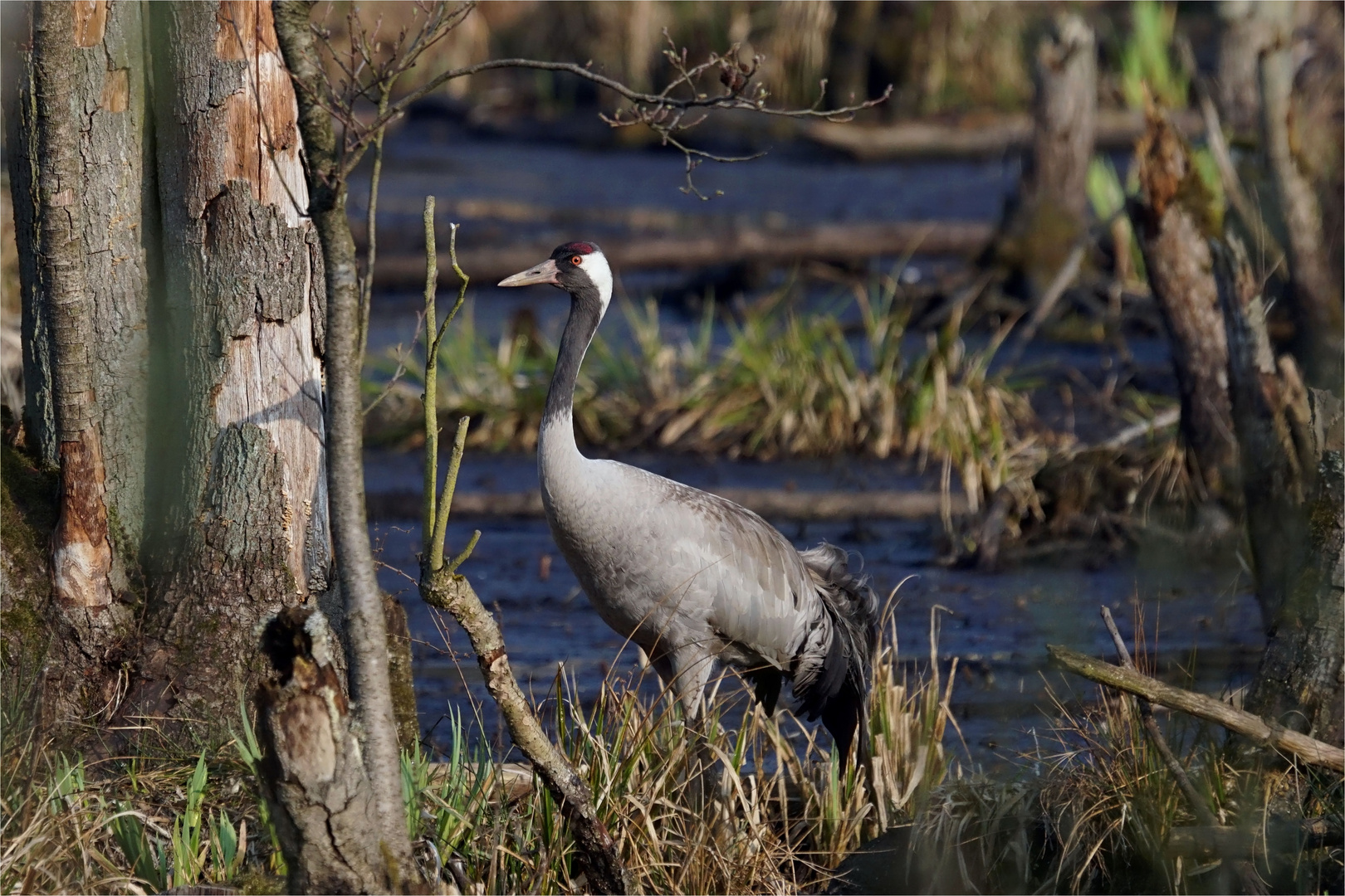 Kranich - Grus grus - in den Sümpfen von Brandenburg