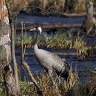 Kranich - Grus grus - in den Sümpfen von Brandenburg