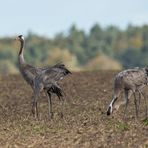 Kranich (Grus grus)  - Kranichrast -2-