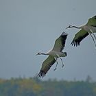 Kranich (Grus grus) - Vor der Landung