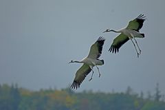 Kranich (Grus grus) - Vor der Landung