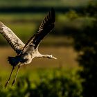 Kranich im Abflug