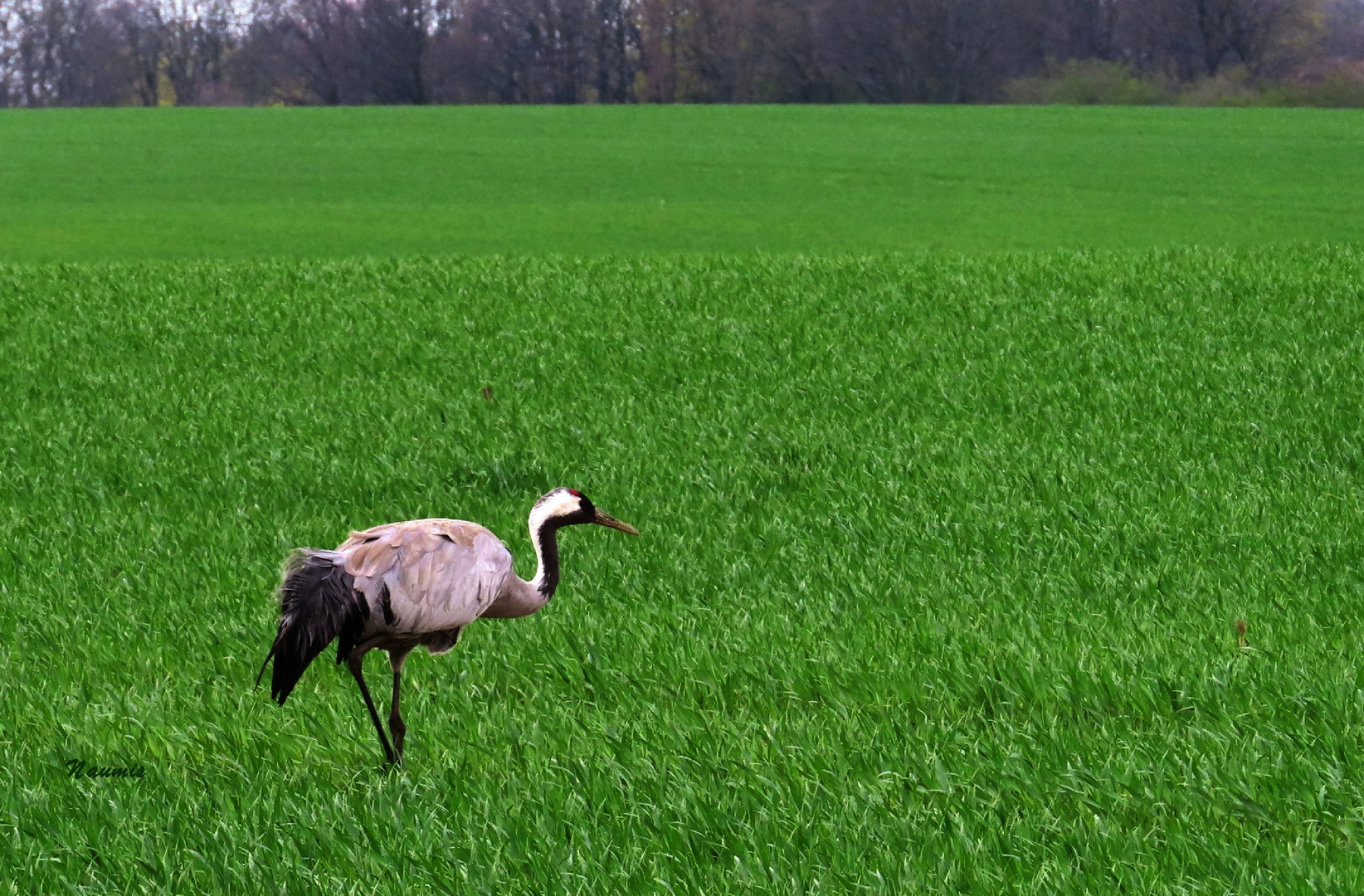 Kranich im Feld 2