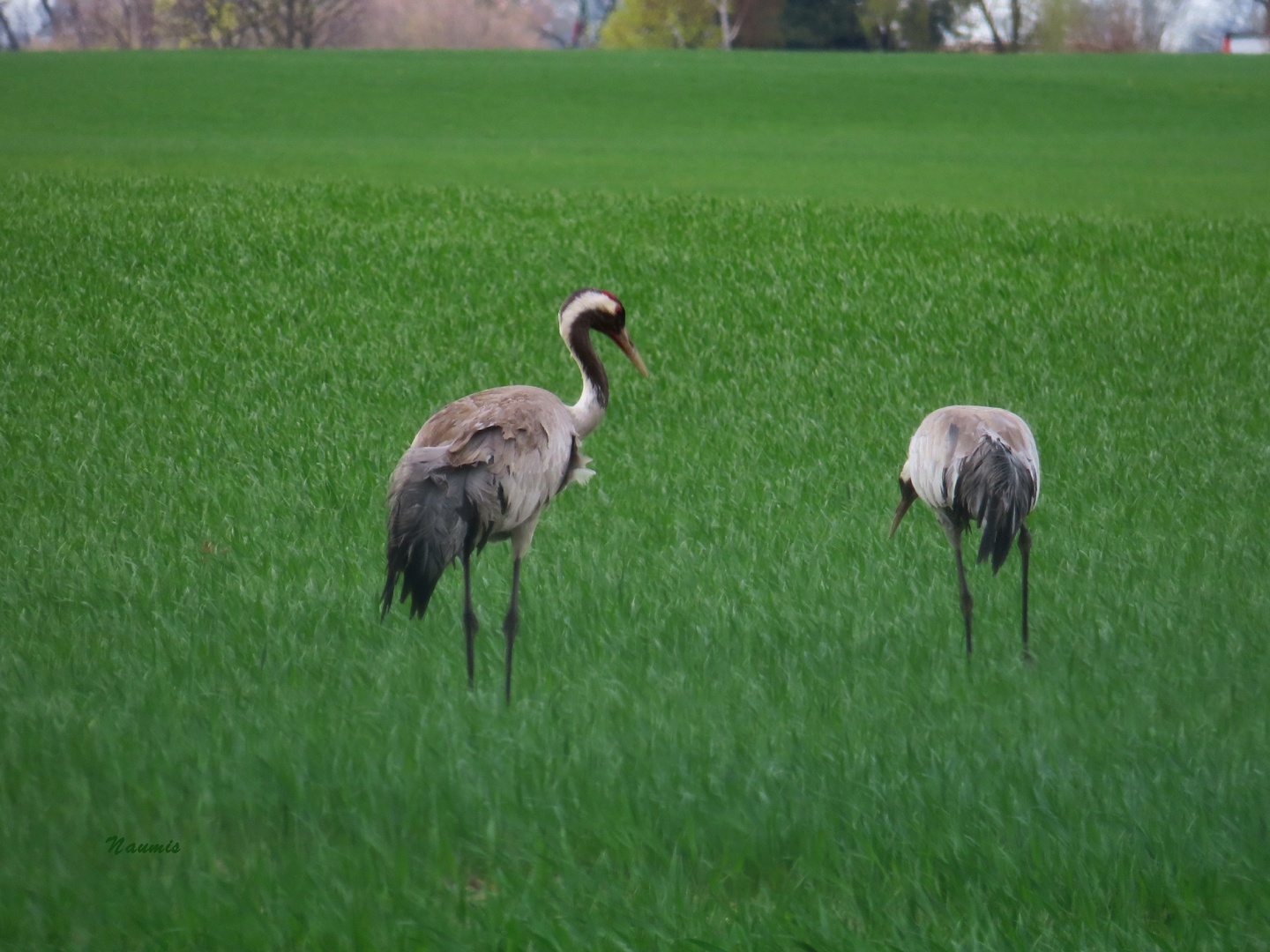 Kranich im Feld 3