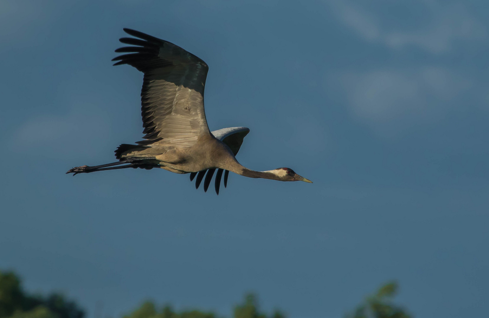 Kranich im Flug