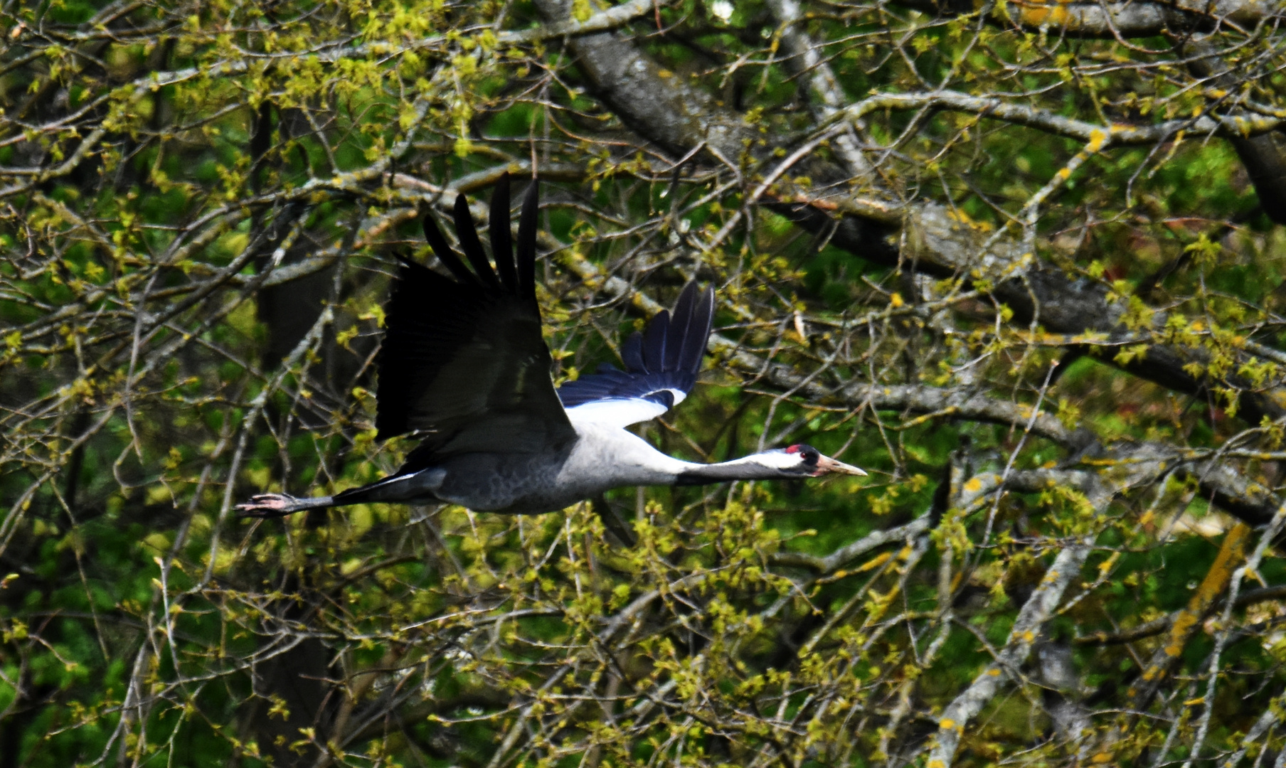 Kranich im Flug