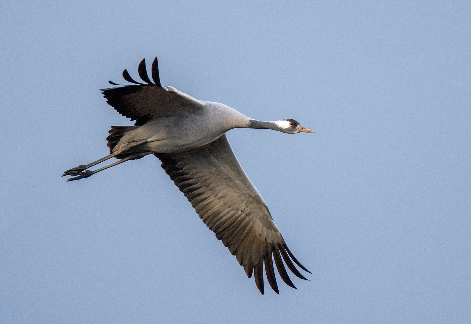 Kranich im Flug